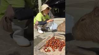 #カピバラ と#栗 を食べる#飼育員 。#capybara and #zookeeper eating #persimmon   #動物 #animals #shorts #funny