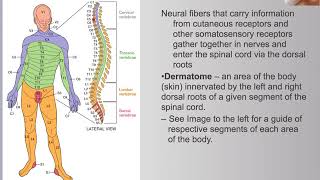 7.3 Somatosensory System Organization