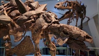 Zuul the destroyer of shins, the Royal Ontario Museums latest dinosaur