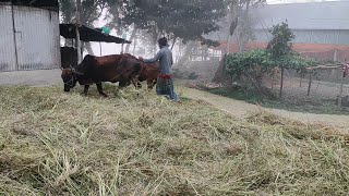 দেশীয় পদ্ধতিতে সরিষা মাড়াই || Our native way is threshing mustard