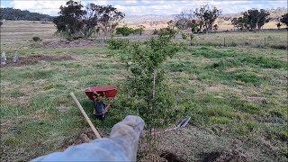 Rose Tree Transplant. 1.5m/ 6ft Mature Japanese Rose or Beach Rose, 'Rosa rugosa'