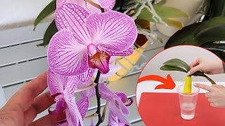 Revive Your Orchid Fast – New Roots \u0026 Blooms in No Time