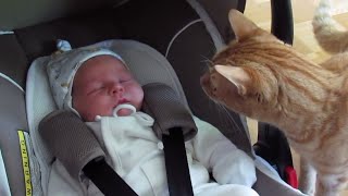 22 minutes of adorable 🥰cats and kittens videos to keep you smiling 😍😅