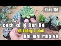 Phần 151: Cách Xử Lý Sen Đá Khi Mới Mua Về Để Không Bị Chết