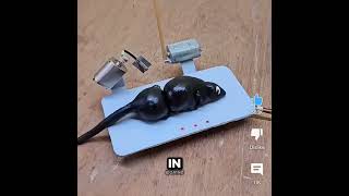 Pure Evil Trap π #shorts #funny #mousetrap