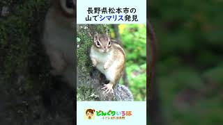 本州で野生化しているシマリス【長野県松本市】