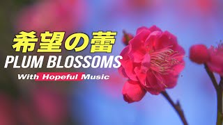 希望の蕾 春はすぐそこ2023| Japanese Plum Blossoms with Hopeful Music |UME|梅の花 | 神戸岡本梅林