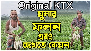 original ktx মুলার ফলন এবং দেখতে কেমন // মুলা চাষ পদ্ধতি