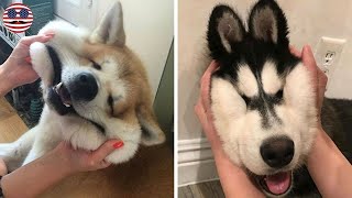 10  Squishy Dog Cheeks That Are Impossible To Resist Squishing