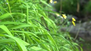 歳時記 5月　飛鳥川の飛び石