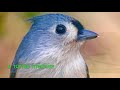 how to identify birds top 10 backyard birds beginner friendly