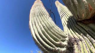 🌵Saguaro of the Day🌵: HAPPY ARIZONA-MAS! 🥳🎊💕 { Everyday Is a *HoLiDaY* In The Sonoran Desert 🌞🔥🥵 }