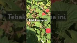 Wow! Beginilah penampakan buah kedua yang unik bentuknya