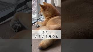 『とんの家から′23 成長』　#柴犬  #北の国から