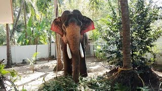 മംഗലാംകുന്ന് ശരൺ അയ്യപ്പൻ | MANGALAMKUNNU SARAN AYYAPPAN ELEPHANT