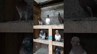 sri lankan pigeons for sale in Panadura /  පරවි ජෝඩු 25ක් ලාබෙට/ Pigeon Show in Sri Lanka