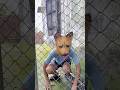 Cute dog, Adopt talented dog 🐕#shorts