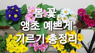 앵초 꽃 예쁘게 싱싱하게 키우기 /갑자기  시드는 이유