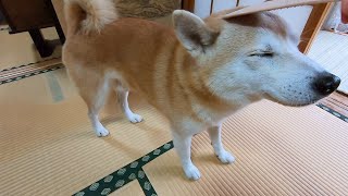 普段クールな柴犬をしゃもじで撫で続けてみた時の反応が・・・ｗ