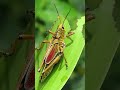 2023 🦗 grasshopper v s 6000 bce 🦗 grasshopper in mythical short grasshopper animal