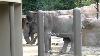 福岡市動物園の象