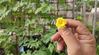 Ampalaya - Bakit Puro Lalaki ang Bulaklak (Ayaw maging Bunga?) Plus Tips