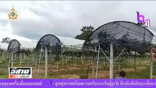 ชาวชัยภูมิปลูกองุ่นในโรงเรือนมีผลผลิตขายทั้งปี