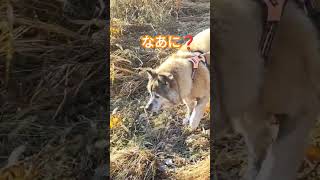 もう帰る！小さな事が許せなくて引き返す犬のムーちゃん　〜なんで？〜