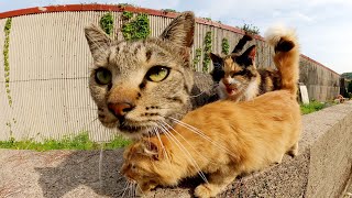 猫島の路地裏に行くと、甘えん坊の猫達が駆け寄って来た