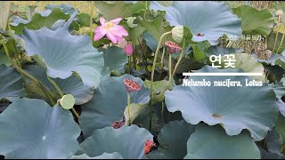 30초 식물도감-연꽃 (Nelumbo nucifera, Lotus)