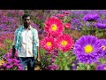 Aster Flower Farming | Buttons Flower Farming | ಬಟನ್ಸ್ ಹೂವಿನ ಕೃಷಿ | ಆಸ್ಟರ್ ಹೂವಿನ ಕೃಷಿ | CHEEGORA