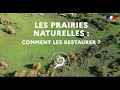 Prairies naturelles : comment les restaurer