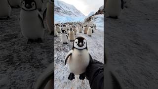 viral pria ini didatangi rombongan pinguin lucu | 2024 #shorts #short #viralvideo