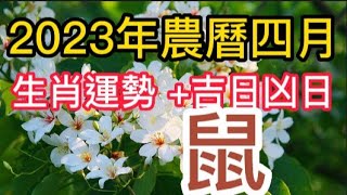 【古柏論命每月運勢 + 吉日凶日】2023年農曆四月(陽曆5/19 ~ 6/17)生肖運勢分享 -  鼠