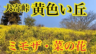 しまなみ日和 犬寄峠の黄色い丘(伊予市双海町上灘)でミモザと菜の花の黄色いハーモニーで幸せ気分 2022/3/8