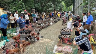 CHỢ PHIÊN NỔI TIẾNG - KHÔNG THỂ BỎ QUA MỖI KHI ĐI DU LỊCH HÀ GIANG | CHỢ TRÁNG KÌM