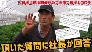 「いちご栽培 いちご農家」視聴者さんから頂いた質問を社長が回答！最後に収穫期最終盤の圃場の様子もご紹介