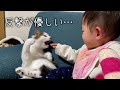 【怒らない猫】娘に襲われるも反撃がめちゃくちゃ優しい猫