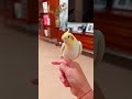 adorable cockatiel tweety s cute singing moments 🥰🦜🎶 cockatielscraze birdsinging cutepets