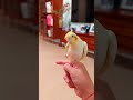 adorable cockatiel tweety s cute singing moments 🥰🦜🎶 cockatielscraze birdsinging cutepets