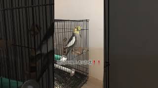 鳥寶日記#24鳥寶發瘋了！#玄鳳#玄鳳鸚鵡 #cockatiel #鸚鵡 #parrot #Papegøje#Papağan#Παπαγάλος#앵무새#オウム#loro｜Nancy’s日常