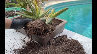 Re-potting an Old Gasteria - Episode 115