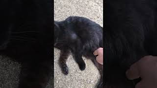 少し離れたら隣に寝転んでモフれと甘える指ペロ黒猫 #Shorts