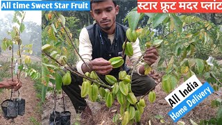 Sweet all time Star fruit (Mother plant Visit)/All India Home Delivery available/ 90623 49546