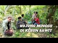 TOMBAK POKOK SAWIT TINGGI || KUTIP BIJI SAWIT