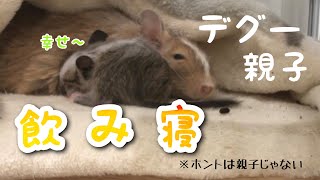 デグーのくるりともぐり＆子デグ11匹