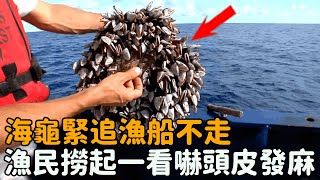 海龜緊跟漁船不肯離開，漁民不解撈起一看，瞬間嚇得頭皮發麻......|#奇跡 #不可思議 #震驚 #大自然