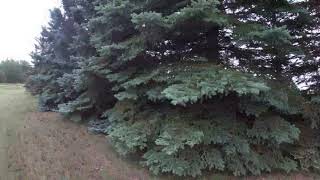 Spruce tree trimming