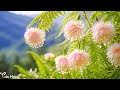 Soothing Music With Beautiful Nature Video | Stress Relief Music | Stop Anxiety and Depression