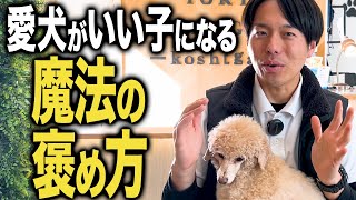 【しつけ】愛犬が良い子になる魔法の褒め方5選！プロ直伝！